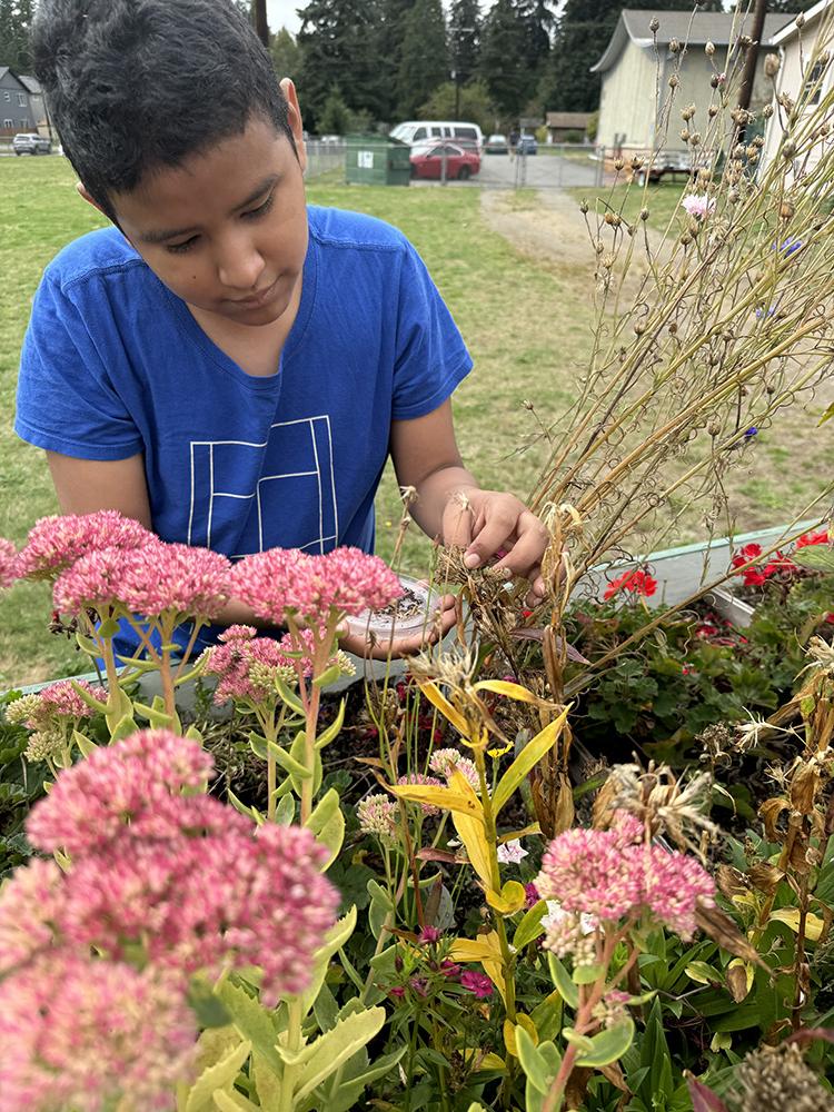 Collecting Seeds